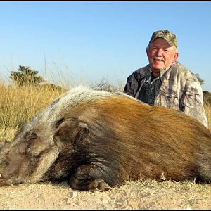 Bushpig Hunting South Africa