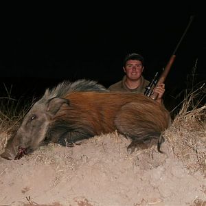 Hunting Bushpig South Africa