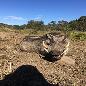 Hunting Warthog in South Africa