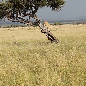 Maasai Mara Kenya Lion