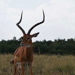 Maasai Mara Kenya Impala