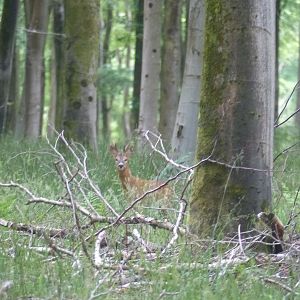 England Roe Deer