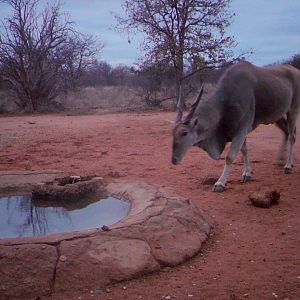 Trail Cam Eland South Africa