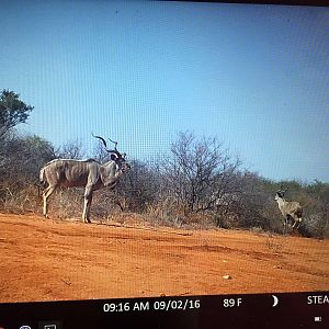 South Africa Trail Cam Kudu