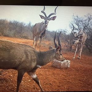 South Africa Trail Cam Kudu