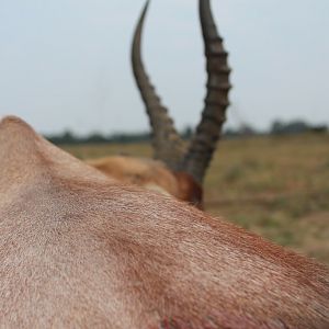 South Africa Blesbok Hunt