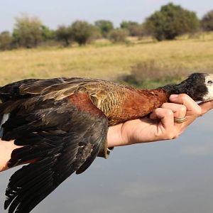 Bird Hunting South Africa Geese