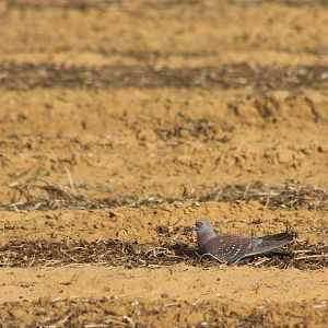 Speckled Pigeon South Africa