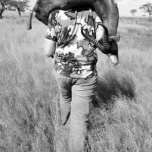 South Africa Black Springbok Hunting