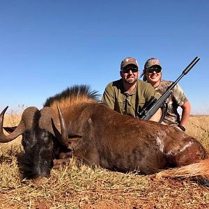 Black Wildebeest Hunt South Africa