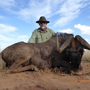 Black Wildebeest