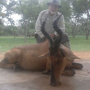 Red Hartebeest