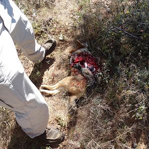 Jackal Hunt Botswana