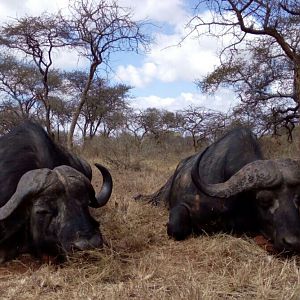 Hunting Cape Buffalo in Tanzania