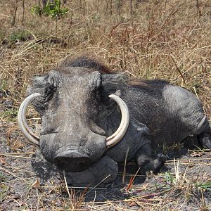 Hunting Warthog in Tanzania