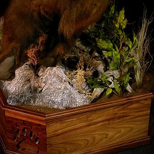 Taxidermy Bear Fight! Full Mount New Mexico Bears