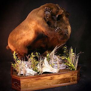 Full Mount Taxidermy Bear Fight!New Mexico Bears