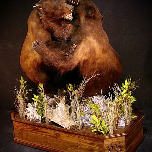 Taxidermy Full Mount Bear Fight!  New Mexico Bears