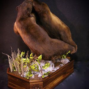 New Mexico Bears Bear Fight! Full Mount Taxidermy