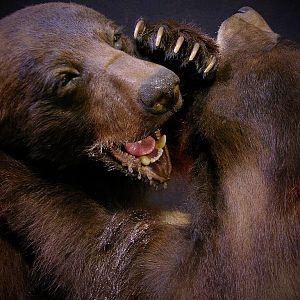 Close Up Full Mount Bear Fight! Taxidermy New Mexico Bears