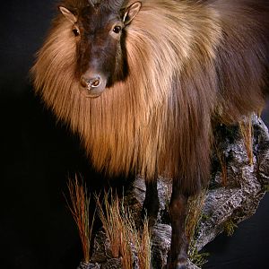 New Zealand Tahr Full Mount Taxidermy