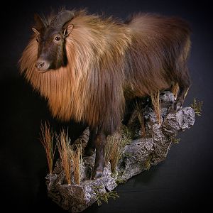 New Zealand Tahr Taxidermy Full Mount