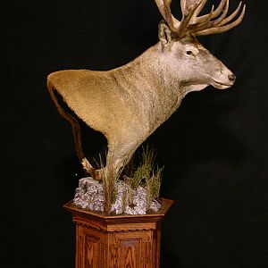 Taxidermy Shoulder Mount New Zealand Stag