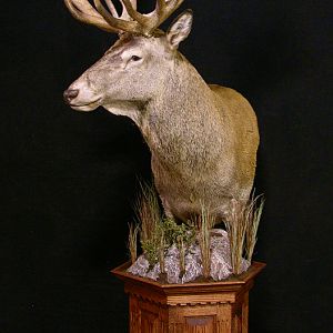 New Zealand Stag Shoulder Mount Taxidermy