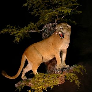 Cougar Full Mount Taxidermy