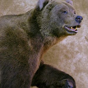 Full Mount Taxidermy Big Brown Bear