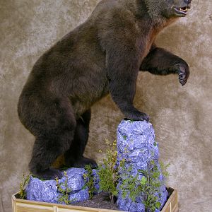 Taxidermy Full Mount Big Brown Bear