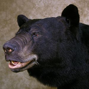 Black Bear 601lb Full Mount Taxidermy  North Carolina