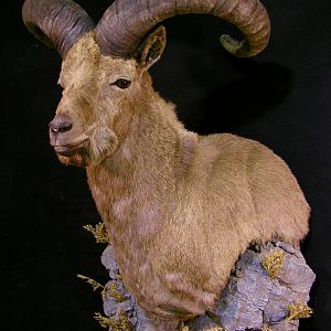 Dagestan Tur Taxidermy Shoulder Mount