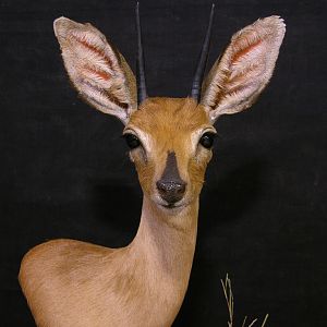 Steenbok Pedestal Taxidermy