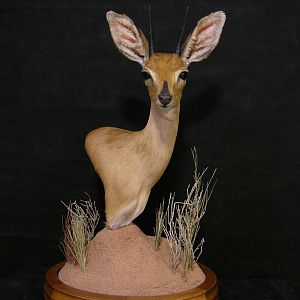 Pedestal Steenbok Taxidermy