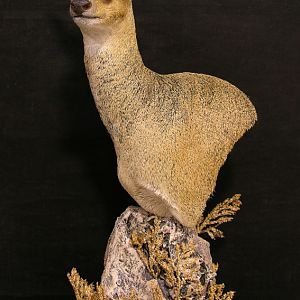 Klipspringer Pedestal Taxidermy