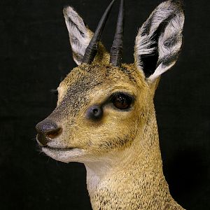 Pedestal Taxidermy Klipspringer