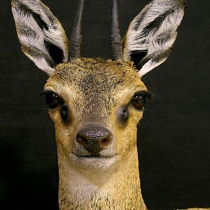 Taxidermy Klipspringer Pedestal