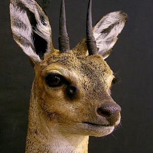 Klipspringer Taxidermy Pedestal