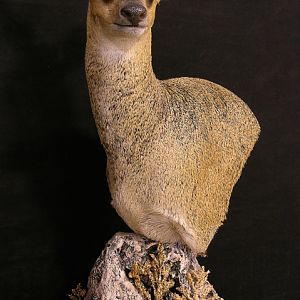 Pedestal Klipspringer Taxidermy