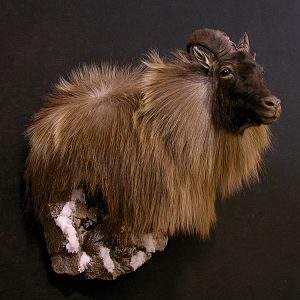 New Zealand Tahr Wall Pedestal Taxidermy Mount With Habitat