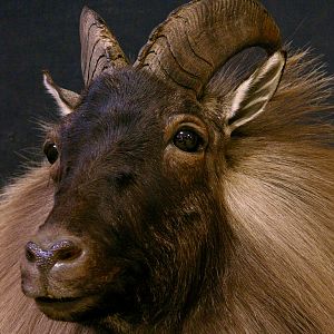 Taxidermy New Zealand Tahr Wall Pedestal Mount With Habitat