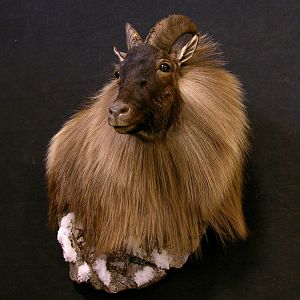 Mount With Habitat New Zealand Tahr Wall Pedestal Taxidermy