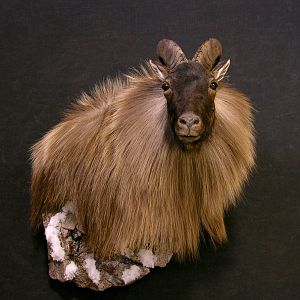 New Zealand Tahr Taxidermy Mount With Habitat Wall Pedestal