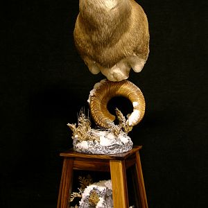 Marco Polo Shoulder Mount Pedestal Taxidermy