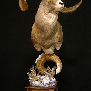 Marco Polo Shoulder Mount Pedestal Taxidermy