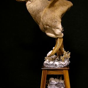 Marco Polo Shoulder Mount Pedestal Taxidermy