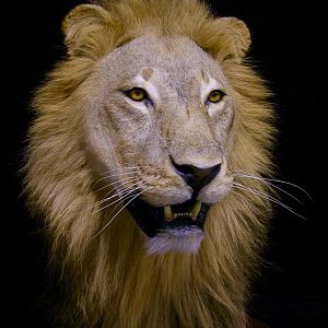 Full Mount Lion Taxidermy Big Zimbabwe Cat