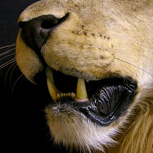 Full Mount Lion Taxidermy Big Zimbabwe Cat