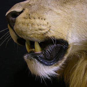 Full Mount Lion Taxidermy Big Zimbabwe Cat